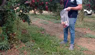 Çivril elmasında laboratuvar mesaisi: Sağlıklı ürün için numuneler toplandı