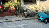 Kuşadası sokaklarında şaşkına çeviren görüntüler: Domuz sürüsü yerleşim yerine indi