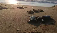 Selin vurduğu kumsalda mucizevi yaşam: 67 yavru caretta caretta denizle buluştu