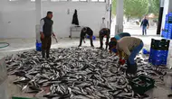 Muğla ekonomisinin lokomotifleri dünya pazarında hız kesmiyor