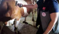 Afyonkarahisar'da hayvancılığı koruma seferberliği: Şap hastalığına karşı sıkı önlem