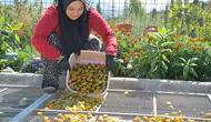 138 yillik lezzet dunya sofralarina girdi: Demirci’nin erikleri artik kurutulmus olarak ihraç ediliyor