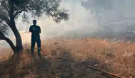 Bodrum-Milas yolunda korkutan alevler: Ekipler zeytinlikleri kurtardı