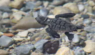 Aydın sahillerinde yaşam mücadelesi: 214 minik caretta mavi sularla buluştu