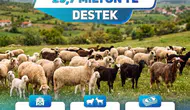 Denizli'de küçükbaş üreticisine milyonluk destek: Hesaplara yattı