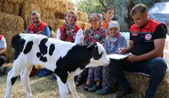 Muğla’da buzağı ölümlerine karşı seferberlik: İlk 24 saat hayat kurtarıyor