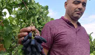 Sarıgöl bağlarında ezber bozan hasat: 80 asmadan 7 tonluk rekor verim