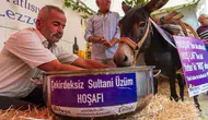 Asırlık deyimi çürüten inat: Hoşnut isimli eşek festivalde hoşaf içti
