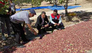 Denizli’nin bereketli topraklarında hasat vakti: Antep fıstığında yüzler gülüyor