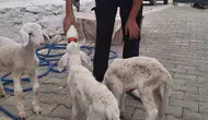 Biberonla gelen mutluluk: Üçüz kuzulara adeta bebek gibi bakıyor