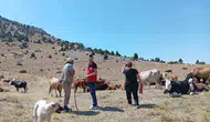 Afyonkarahisar’da yerli sığır ırkları için seferberlik: Genetik miras kayıt altına alınıyor