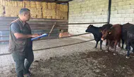 Afyonkarahisar'da hayvancılık hamlesi: Gebe düveler mercek altına alındı