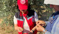 Salihli'de zeytin üreticilerine kritik sinek uyarısı: Hasat öncesi dikkat!