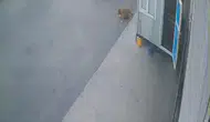 Afyonkarahisar'da vicdansızlık kamerada: Köpeğe çarpıp arkasına bile bakmadı