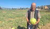 Modern tarıma inat dede mirasını koruyor: Sarıgöl’ün lezzet sırrı ata tohumunda gizli