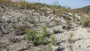 Küllerinden doğacak: Manisa’da ormanlar için geri sayım başladı
