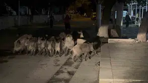 Bodrum'da şaşkına çeviren anlar: Yaban domuzları pazar yerine daldı