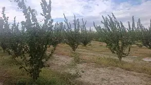 Çivril’de tarımda yeni dönem: Doğal dengeyi korumak için sahaya indiler