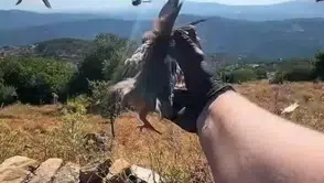 Aydın’ın doğasına yeni misafirler: Kınalı keklikler yaşam alanlarına bırakıldı