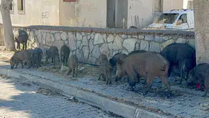 Bodrum’da şaşkına çeviren görüntü: Domuz sürüsü caddeye indi
