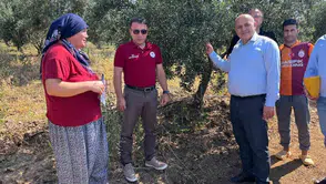 Buldanlı üretici kimyasala veda ediyor: Zeytin bahçelerinde ekolojik dönem