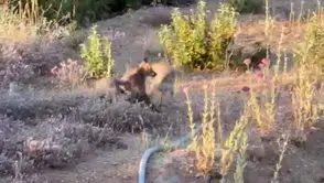 Doğal ortamları küçülen tilkiler yerleşim yerlerini mesken tuttu