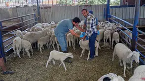 Köşk’te hayvan sağlığı için seferberlik: Kavurucu sıcağa rağmen dur durak bilmiyorlar