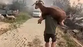 Alevlerin arasından can dostuna siper oldu: Sırtında taşıyarak kurtardı