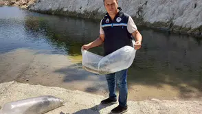Soma’nın suları bereketleniyor: 250 bin sazan yavrusu doğaya bırakıldı