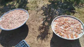 Köşk’te kış hazırlığı mesaisi: İmece usulü tarhana bereketi