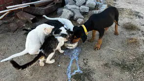 Bahçesinde Büyüttüğü Kedi ve Köpeklerden İnsanlık Dersi: "Kavgasız Bir Dünya Mümkün"