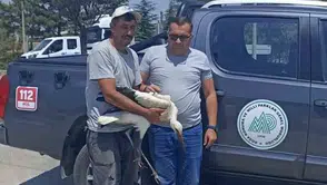 Doğanın sessiz çığlığına duyarsız kalmadılar: Yaralı leylek emin ellerde