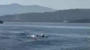 Bodrum'un mavi sularında beklenmedik misafirler: Tatilcilerin yunus keyfi