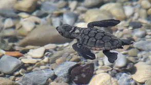 Aydın sahillerinde yaşam mücadelesi: 214 minik caretta mavi sularla buluştu