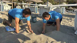 Bodrum’un minik misafirleri yuvadan çıktı: 62 kaplumbağanın zorlu yolculuğu başarıyla sonuçlandı