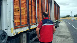 Uşak yollarında sıkı denetim: Hayvan sağlığı için geçit yok