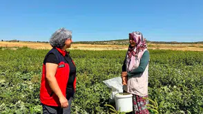 İhsaniye’de Turşuluk Salatalık Mesaisi: Kadın Üreticilerden Tarım Ekiplerine Tam Not