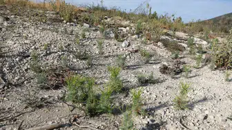 Küllerinden doğacak: Manisa’da ormanlar için geri sayım başladı
