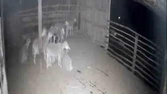 Denizli'de gece yarısı korku dolu anlar: Ağılın kapısına dayanan kurtlar kamerada