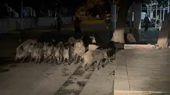 Bodrum'da şaşkına çeviren anlar: Yaban domuzları pazar yerine daldı