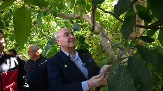 Denizli’nin tarım üssü Çameli’de hedef zirve: Ceviz hasadı başladı