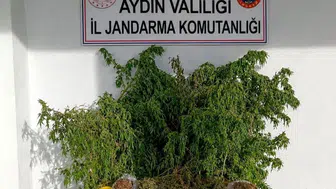 İncirliova’da zehir tacirlerine jandarma darbesi: Evinden uyuşturucu tarlası çıktı
