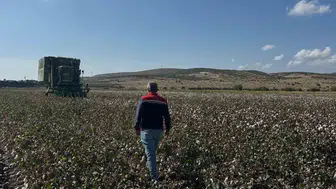Aliağa’da tarlalarda hareketli günler: Beyaz altın bereketi başladı