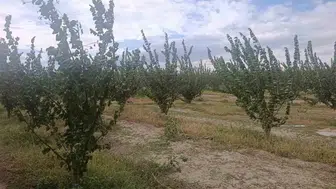 Çivril’de tarımda yeni dönem: Doğal dengeyi korumak için sahaya indiler