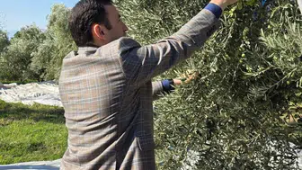 Kuyucak’ta zeytin bereketi: Kaymakam Gülderen üreticinin yanında