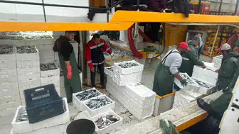 Didim denizlerinde hamsi mesaisi: Ekipler av sahalarını mercek altına aldı