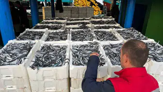 Didim denizlerinde hamsi mesaisi: Kota denetimleri aralıksız sürüyor