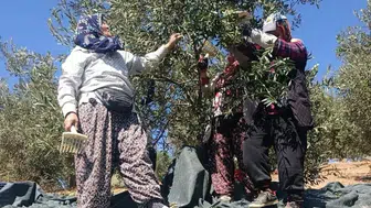 Akhisar’ın altın sarısı hasadı başladı: Domat zeytininde yoğun mesai