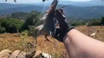 Aydın’ın doğasına yeni misafirler: Kınalı keklikler yaşam alanlarına bırakıldı