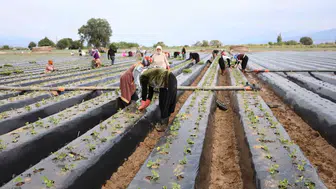 Büyük Menderes Ovası’nda bereket mesaisi: Çilek üreticisi yeni sezon için kolları sıvadı